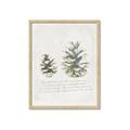 Picture of Pinecone Tidings II _GroupedProduct_Rectangle_Portrait_Framed_Matted_