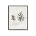 Picture of Pinecone Tidings II _GroupedProduct_Rectangle_Portrait_Framed_Matted_
