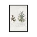 Picture of Pinecone Tidings II _GroupedProduct_Rectangle_Portrait_Framed_Matted_