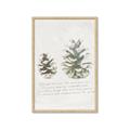 Picture of Pinecone Tidings II _GroupedProduct_Rectangle_Portrait_Framed_Matted_