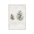 Picture of Pinecone Tidings II _GroupedProduct_Rectangle_Portrait_Framed_Matted_