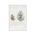 Picture of Pinecone Tidings II _GroupedProduct_Rectangle_Portrait_Framed_Matted_