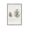 Picture of Pinecone Tidings II _GroupedProduct_Rectangle_Portrait_Framed_Matted_