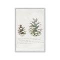 Picture of Pinecone Tidings II _GroupedProduct_Rectangle_Portrait_Framed_Matted_