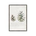 Picture of Pinecone Tidings II _GroupedProduct_Rectangle_Portrait_Framed_Matted_