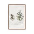 Picture of Pinecone Tidings II _GroupedProduct_Rectangle_Portrait_Framed_Matted_