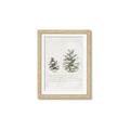 Picture of Pinecone Tidings II _GroupedProduct_Rectangle_Portrait_Framed_Matted_