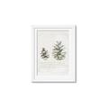 Picture of Pinecone Tidings II _GroupedProduct_Rectangle_Portrait_Framed_Matted_
