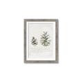 Picture of Pinecone Tidings II _GroupedProduct_Rectangle_Portrait_Framed_Matted_