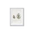 Picture of Pinecone Tidings II _GroupedProduct_Rectangle_Portrait_Framed_Matted_