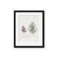 Picture of Pinecone Tidings II _GroupedProduct_Rectangle_Portrait_Framed_Matted_
