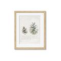 Picture of Pinecone Tidings II _GroupedProduct_Rectangle_Portrait_Framed_Matted_
