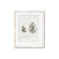 Picture of Pinecone Tidings II _GroupedProduct_Rectangle_Portrait_Framed_Matted_