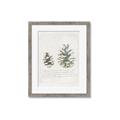 Picture of Pinecone Tidings II _GroupedProduct_Rectangle_Portrait_Framed_Matted_