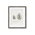 Picture of Pinecone Tidings II _GroupedProduct_Rectangle_Portrait_Framed_Matted_
