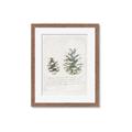 Picture of Pinecone Tidings II _GroupedProduct_Rectangle_Portrait_Framed_Matted_