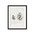 Picture of Pinecone Tidings II _GroupedProduct_Rectangle_Portrait_Framed_Matted_