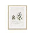 Picture of Pinecone Tidings II _GroupedProduct_Rectangle_Portrait_Framed_Matted_