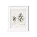 Picture of Pinecone Tidings II _GroupedProduct_Rectangle_Portrait_Framed_Matted_