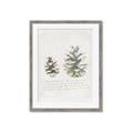 Picture of Pinecone Tidings II _GroupedProduct_Rectangle_Portrait_Framed_Matted_