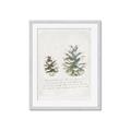 Picture of Pinecone Tidings II _GroupedProduct_Rectangle_Portrait_Framed_Matted_