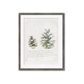 Picture of Pinecone Tidings II _GroupedProduct_Rectangle_Portrait_Framed_Matted_