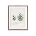 Picture of Pinecone Tidings II _GroupedProduct_Rectangle_Portrait_Framed_Matted_