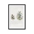 Picture of Pinecone Tidings II _GroupedProduct_Rectangle_Portrait_Framed_Matted_