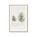 Picture of Pinecone Tidings II _GroupedProduct_Rectangle_Portrait_Framed_Matted_