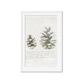 Picture of Pinecone Tidings II _GroupedProduct_Rectangle_Portrait_Framed_Matted_