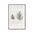 Picture of Pinecone Tidings II _GroupedProduct_Rectangle_Portrait_Framed_Matted_