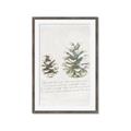 Picture of Pinecone Tidings II _GroupedProduct_Rectangle_Portrait_Framed_Matted_
