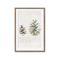 Picture of Pinecone Tidings II _GroupedProduct_Rectangle_Portrait_Framed_Matted_