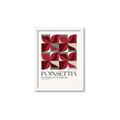 Picture of Poinsettia _GroupedProduct_Rectangle_Portrait_Framed_Matted_