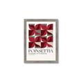 Picture of Poinsettia _GroupedProduct_Rectangle_Portrait_Framed_Matted_