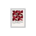 Picture of Poinsettia _GroupedProduct_Rectangle_Portrait_Framed_Matted_
