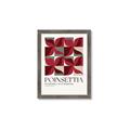 Picture of Poinsettia _GroupedProduct_Rectangle_Portrait_Framed_Matted_