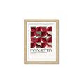 Picture of Poinsettia _GroupedProduct_Rectangle_Portrait_Framed_Matted_