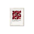 Picture of Poinsettia _GroupedProduct_Rectangle_Portrait_Framed_Matted_