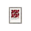 Picture of Poinsettia _GroupedProduct_Rectangle_Portrait_Framed_Matted_