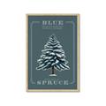 Picture of Blue Spruce _GroupedProduct_Rectangle_Portrait_Framed_Matted_