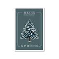 Picture of Blue Spruce _GroupedProduct_Rectangle_Portrait_Framed_Matted_