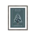 Picture of Blue Spruce _GroupedProduct_Rectangle_Portrait_Framed_Matted_