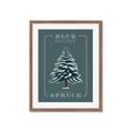 Picture of Blue Spruce _GroupedProduct_Rectangle_Portrait_Framed_Matted_