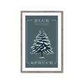 Picture of Blue Spruce _GroupedProduct_Rectangle_Portrait_Framed_Matted_