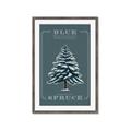 Picture of Blue Spruce _GroupedProduct_Rectangle_Portrait_Framed_Matted_