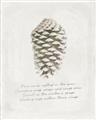 Picture of Pinecone Tidings I _GroupedProduct_Rectangle_Portrait_Unframed_Print_Only_