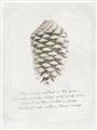 Picture of Pinecone Tidings I _GroupedProduct_Rectangle_Portrait_Unframed_Print_Only_