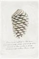 Picture of Pinecone Tidings I _GroupedProduct_Rectangle_Portrait_Unframed_Print_Only_