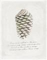 Picture of Pinecone Tidings I _GroupedProduct_Rectangle_Portrait_Unframed_Print_Only_